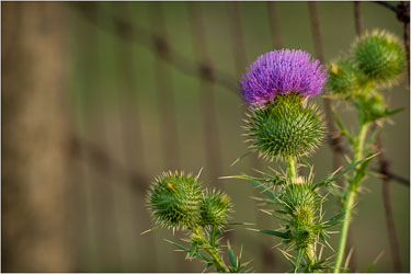 The-Noble-Prickler.jpg