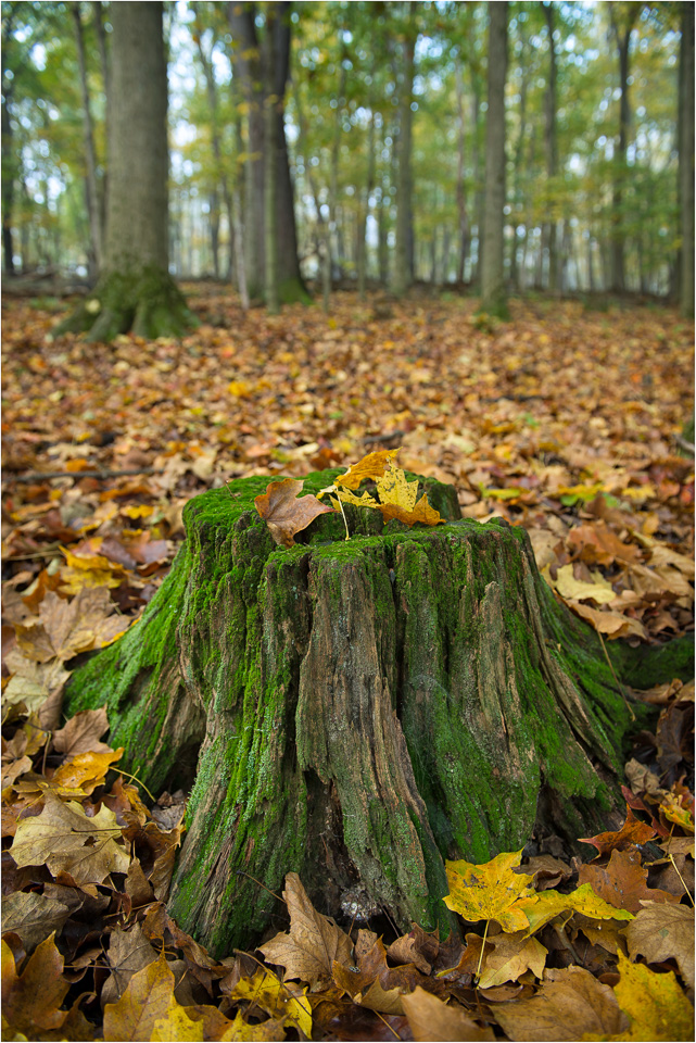 Natures-Gravestone.jpg