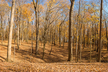 A-Leaf-Covered-Forest-Floor.jpg