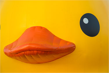Oh-Ducky.jpg
