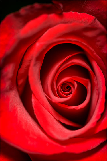 Rose-Spiral.jpg