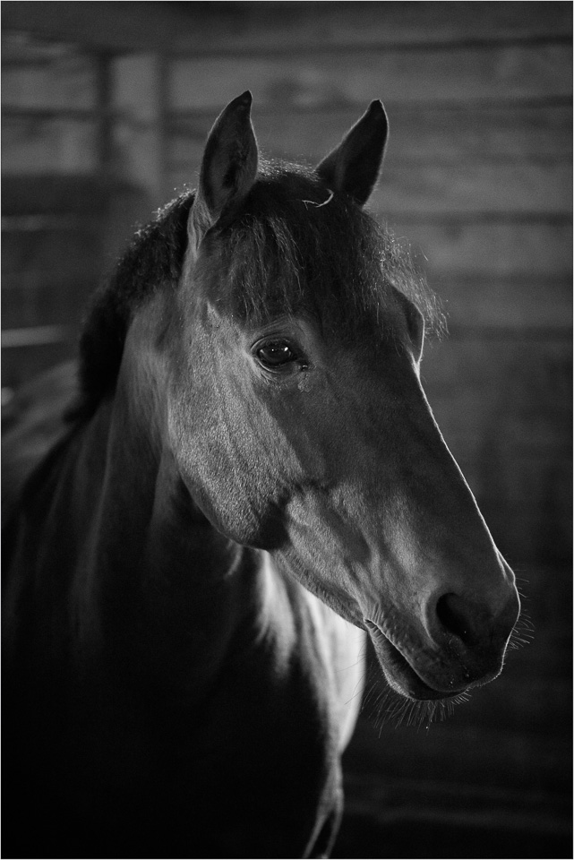 Ears-Up-B-W.jpg