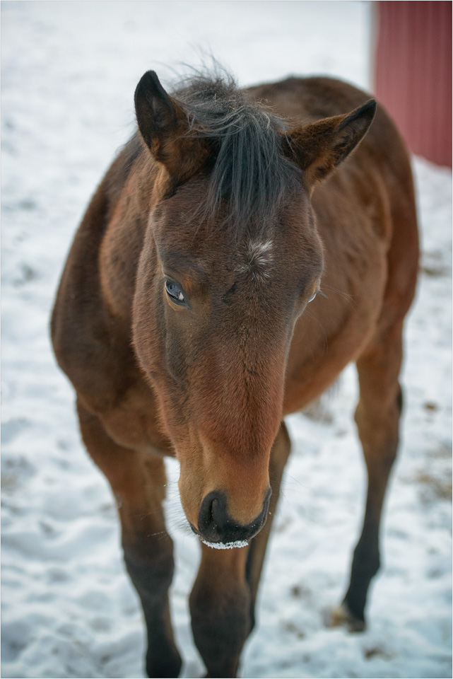 Ilex-And-The-Snow-Covered-Nose.jpg