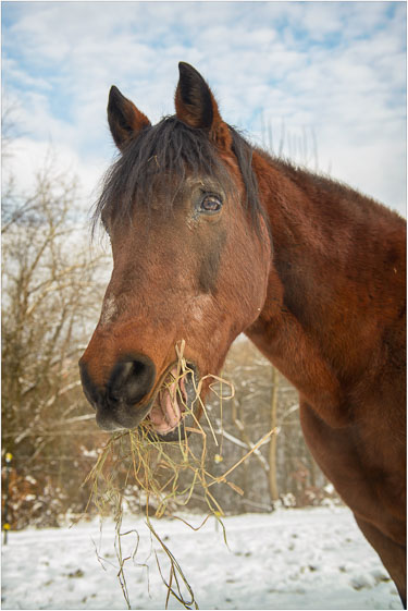 Gemini-Is-Thankful-For-Hay.jpg