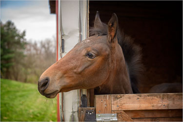 Ilex-Surveys-His-New-World.jpg