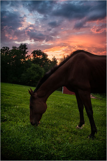 Milo-And-The-Sunset.jpg