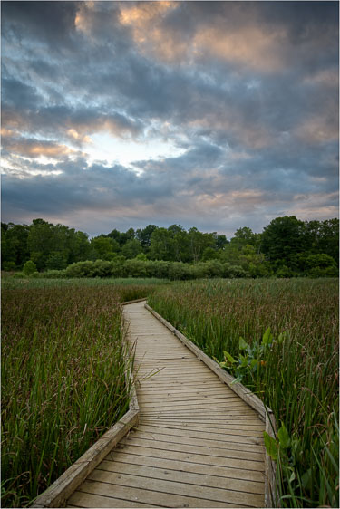 Evening-Walk-Through-The-Wetlands.jpg
