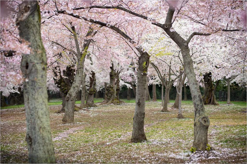 A-Grove-Of-Blossoms.jpg