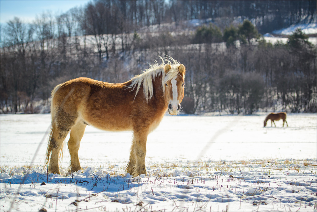 Laurel-Highland-Snow-Pony.jpg