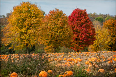Autumns-Harvest.jpg