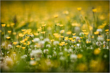 Fields-Of-Gold-And-White.jpg