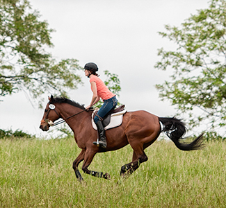 Client - Equine Photography